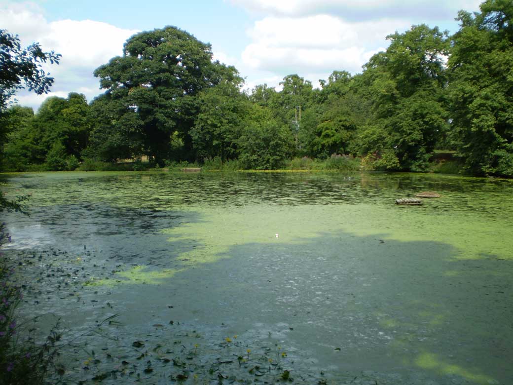 Lake in Abney Park
